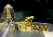 L75 Leopard Trugschilderwels (M)  - Ancistomus sabaji