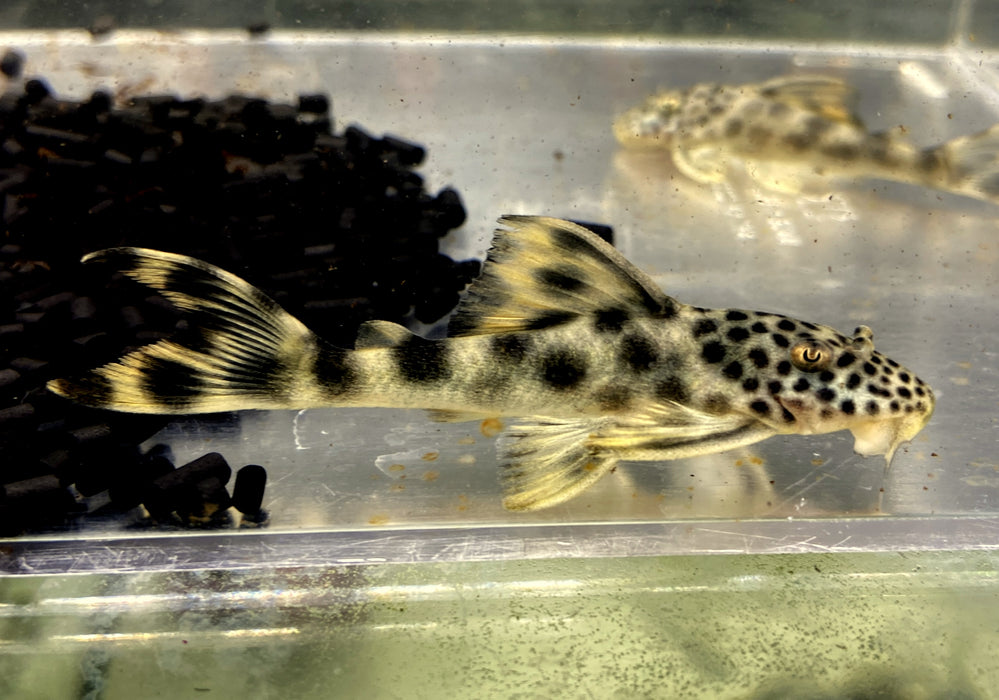 L75 Leopard Trugschilderwels (M)  - Ancistomus sabaji