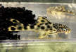 L75 Leopard Trugschilderwels (M)  - Ancistomus sabaji