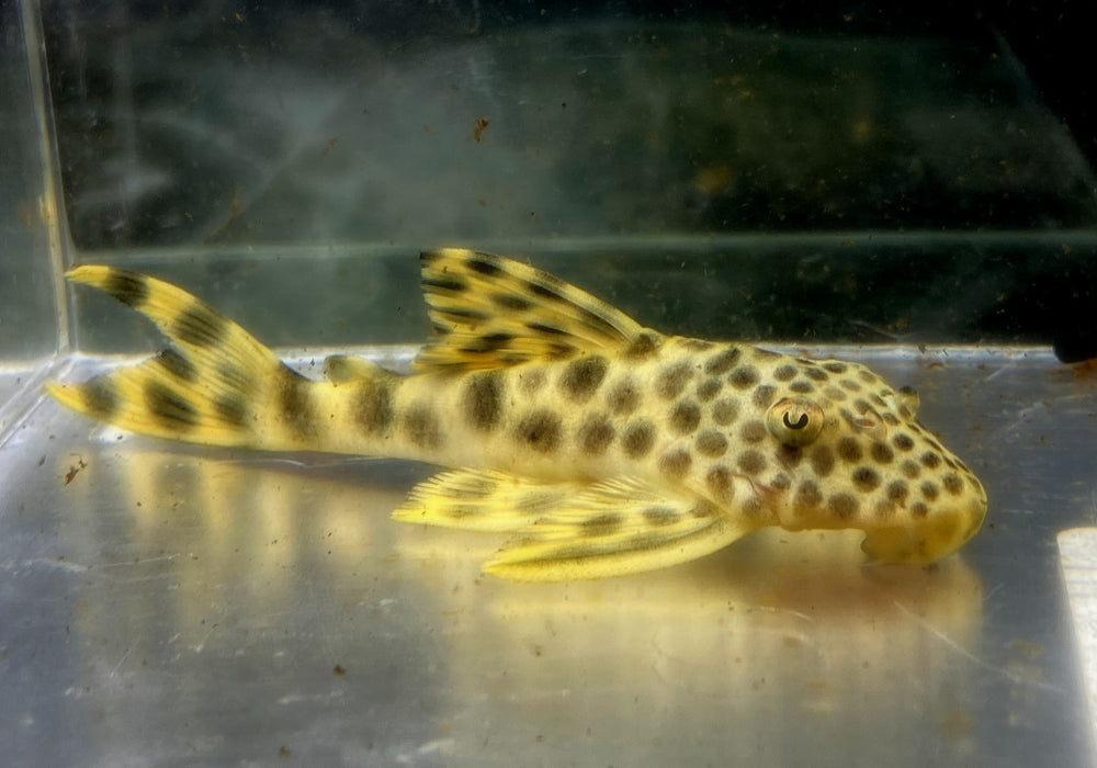 L75 Leopard Trugschilderwels (M)  - Ancistomus sabaji