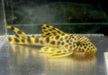L75 Leopard Trugschilderwels (M)  - Ancistomus sabaji