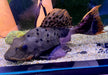 L95 Tannenzapfenwels - Pseudorinelepsis sp.