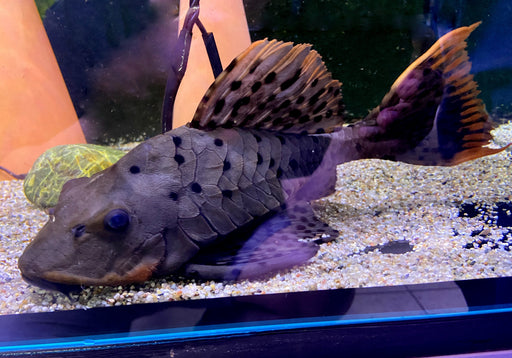 L95 Tannenzapfenwels - Pseudorinelepsis sp.