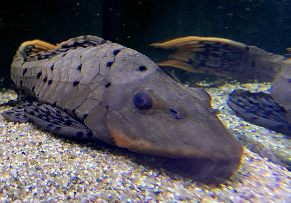 XXL - L95 Tannenzapfenwels - Pseudorinelepsis sp.