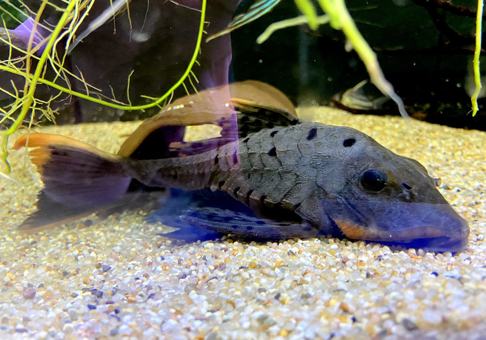 L95 Tannenzapfenwels - Pseudorinelepsis sp.