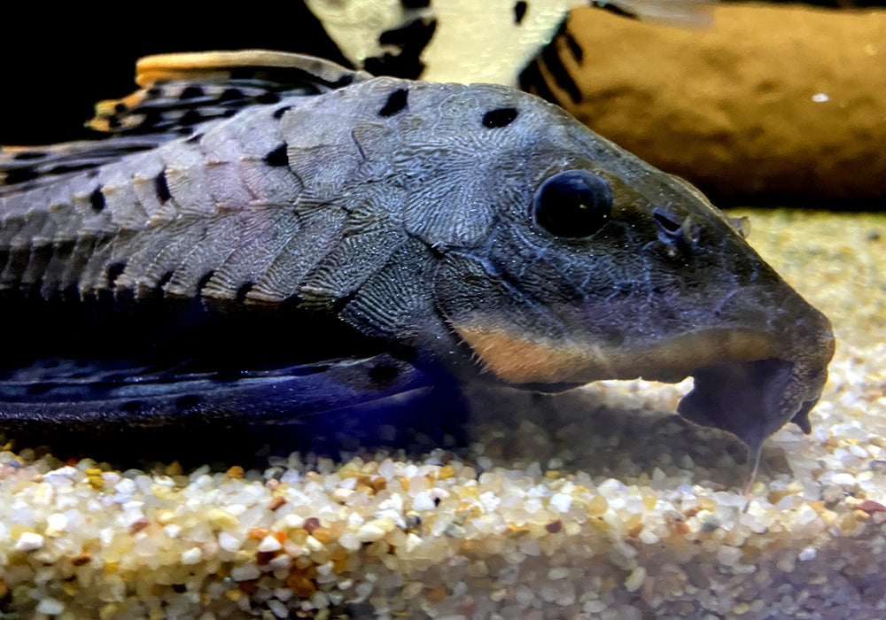 L95 Tannenzapfenwels - Pseudorinelepsis sp.