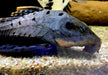 L95 Tannenzapfenwels - Pseudorinelepsis sp.