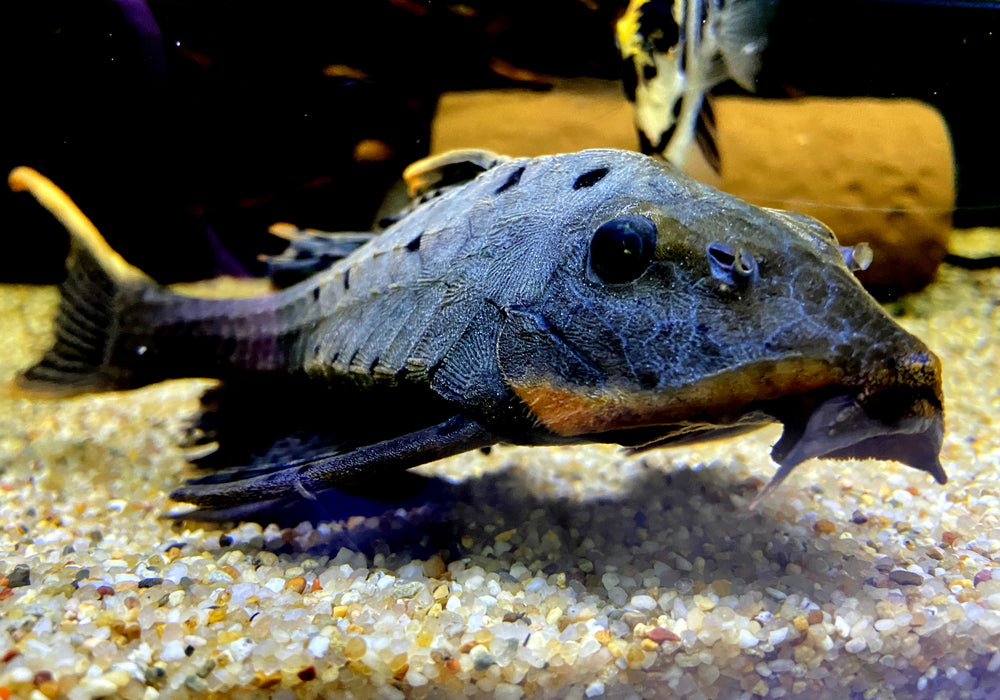 L95 Tannenzapfenwels - Pseudorinelepsis sp.