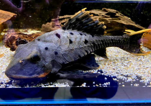 L95 Tannenzapfenwels - Pseudorinelepsis sp.