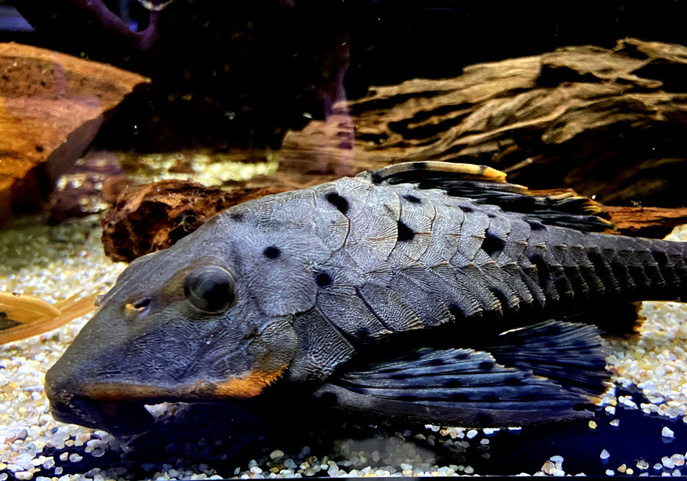 L95 Tannenzapfenwels - Pseudorinelepsis sp.