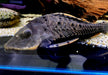 L95 Tannenzapfenwels - Pseudorinelepsis sp.