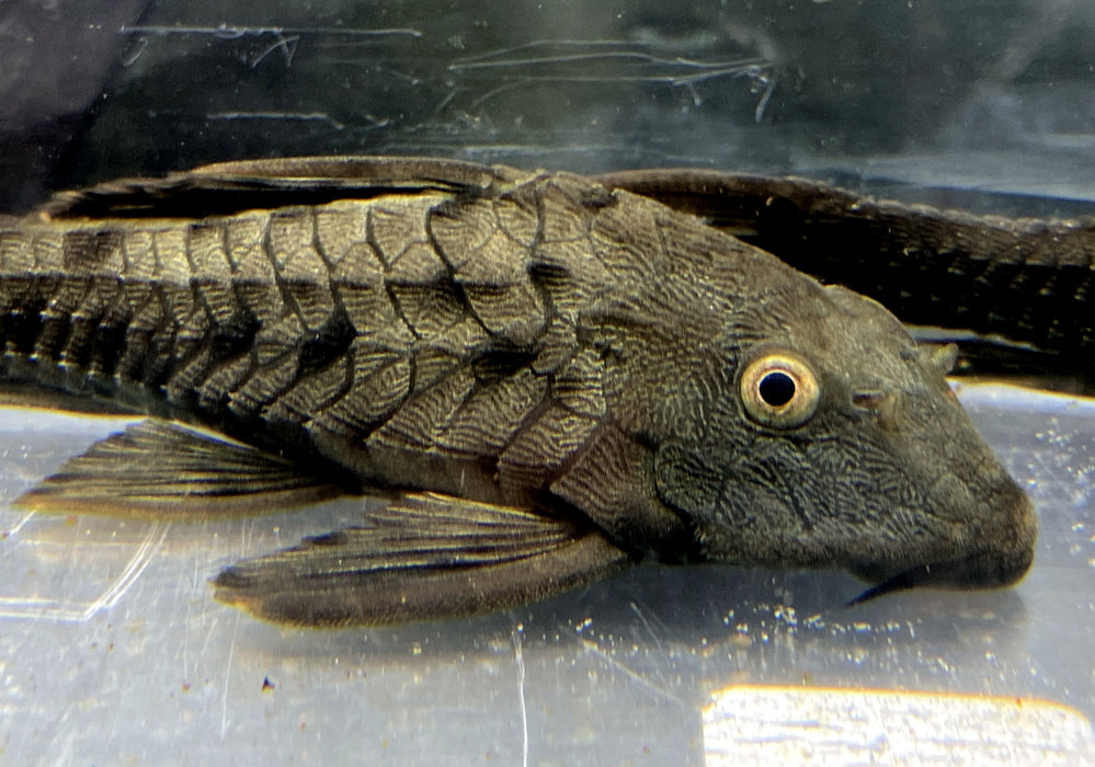 L95 Tannenzapfenwels - Pseudorinelepsis sp.