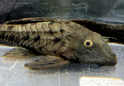 L95 Tannenzapfenwels - Pseudorinelepsis sp.