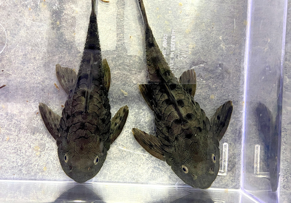 L95 Tannenzapfenwels - Pseudorinelepsis sp.