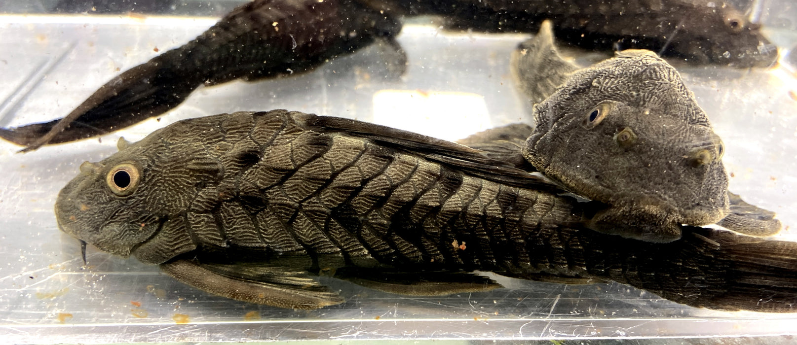 L95 Tannenzapfenwels - Pseudorinelepsis sp.