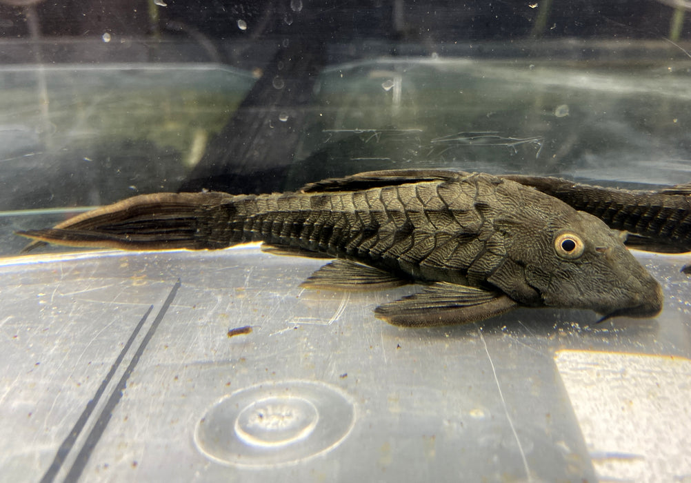 L95 Tannenzapfenwels - Pseudorinelepsis sp.