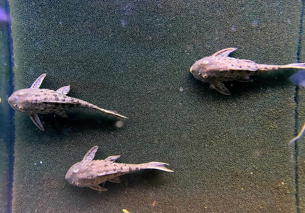 NEU - L95 Tannenzapfenwels (L) - Pseudorinelepsis sp.