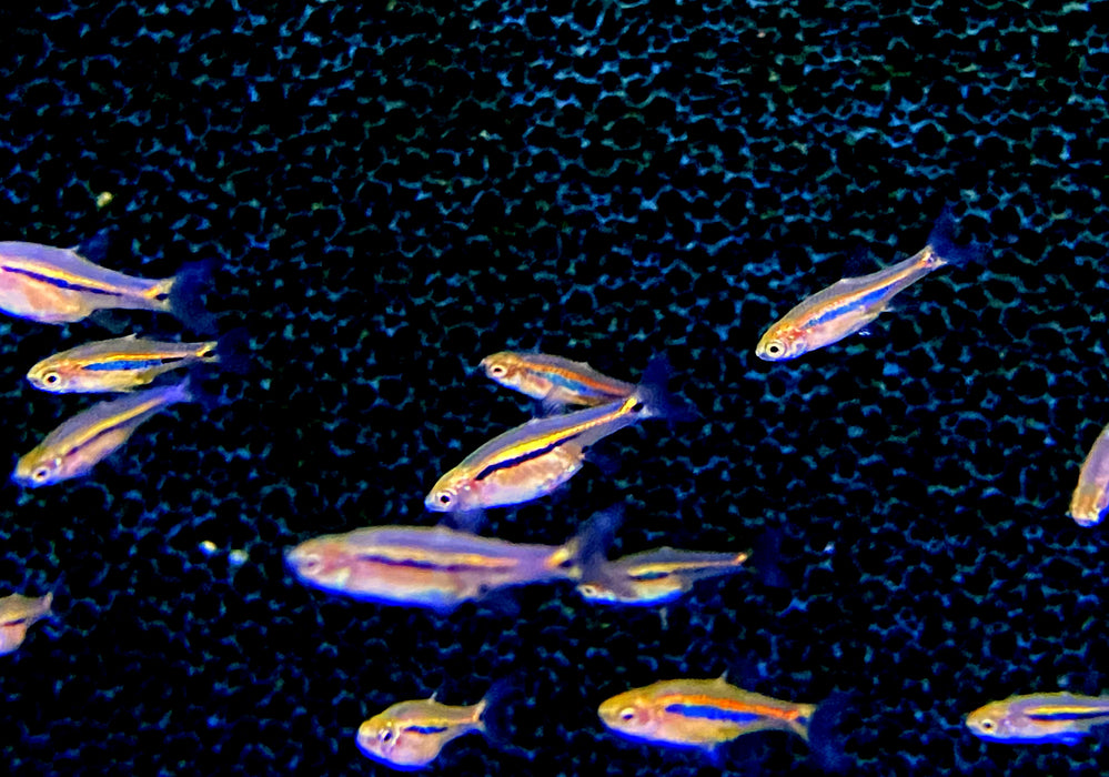 zzz_Längsstreifenzwergbärbling - Boraras urophtalmoides aqua-teck