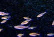 zzz_Längsstreifenzwergbärbling - Boraras urophtalmoides aqua-teck