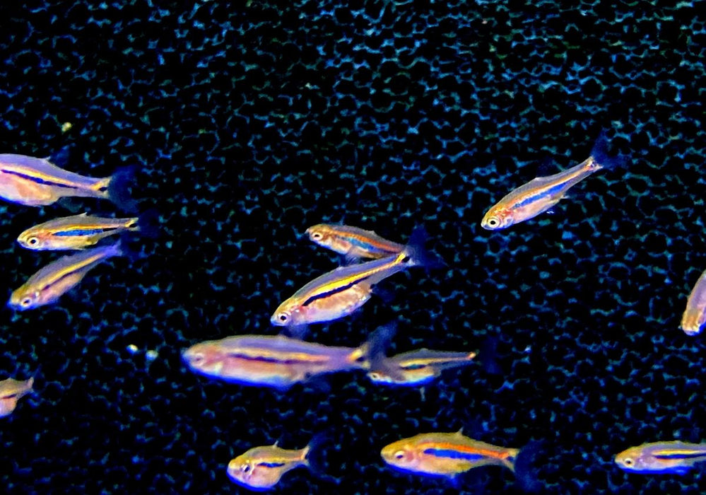 zzz_Längsstreifenzwergbärbling - Boraras urophtalmoides aqua-teck