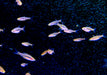 zzz_Längsstreifenzwergbärbling - Boraras urophtalmoides aqua-teck