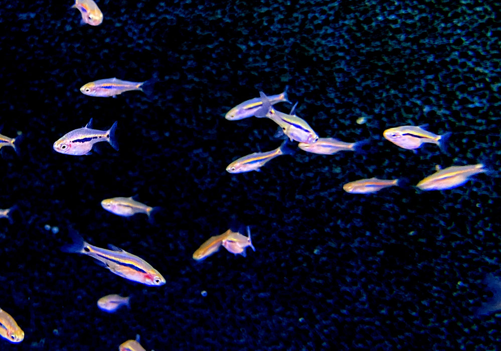 zzz_Längsstreifenzwergbärbling - Boraras urophtalmoides aqua-teck