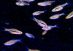 zzz_Längsstreifenzwergbärbling - Boraras urophtalmoides aqua-teck