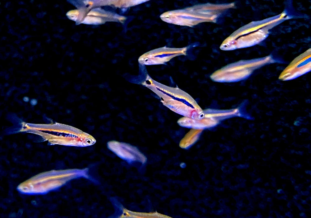 zzz_Längsstreifenzwergbärbling - Boraras urophtalmoides aqua-teck