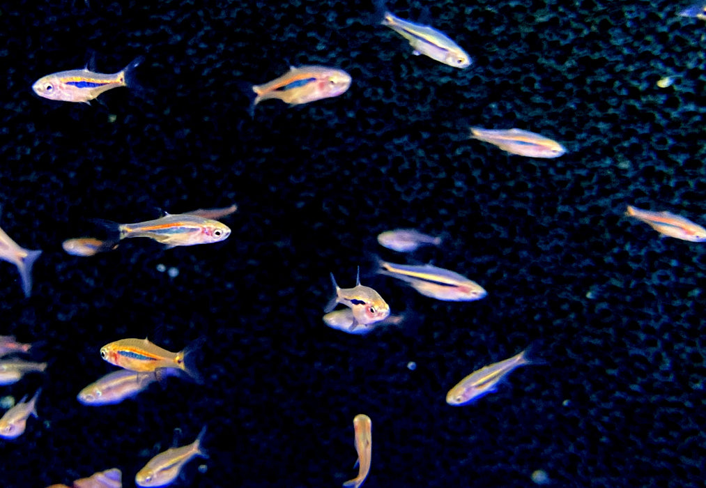 zzz_Längsstreifenzwergbärbling - Boraras urophtalmoides aqua-teck