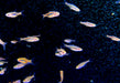zzz_Längsstreifenzwergbärbling - Boraras urophtalmoides aqua-teck