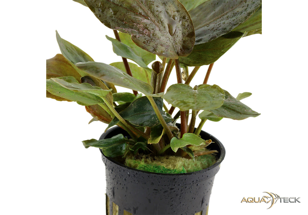 Lagenandra meeboldii 'Red' NICHT NACHKAUFEN aqua-teck