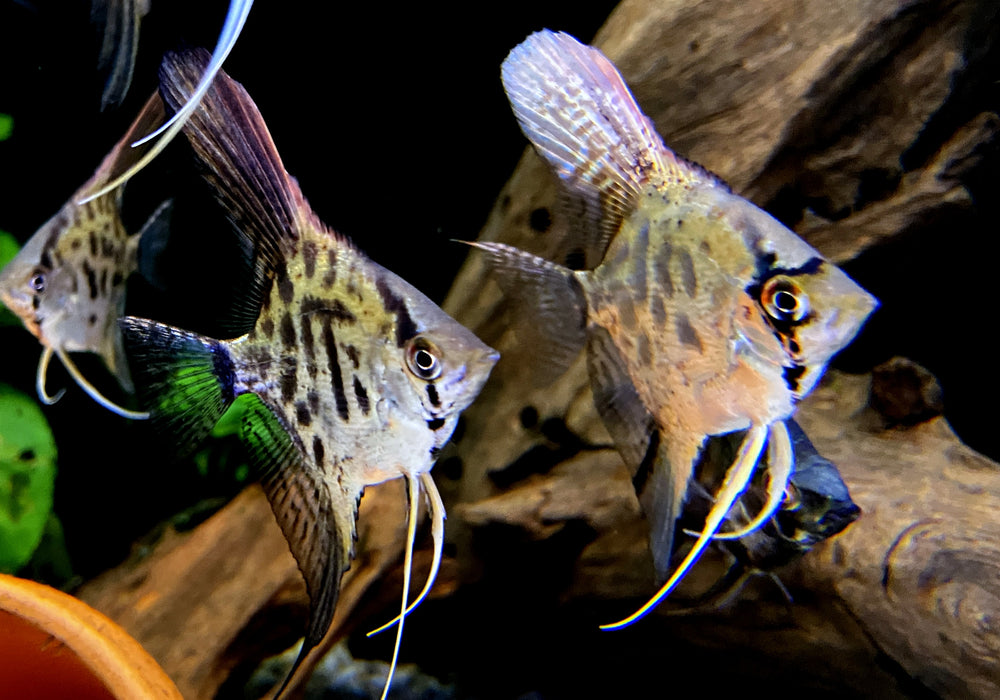 NEU - Leopard- / Clown Skalar - Pterophyllum scalare