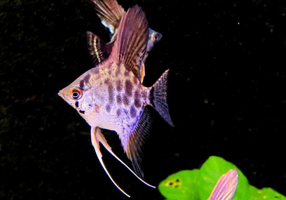 Leopard-  Clown Skalar - Pterophyllum scalare