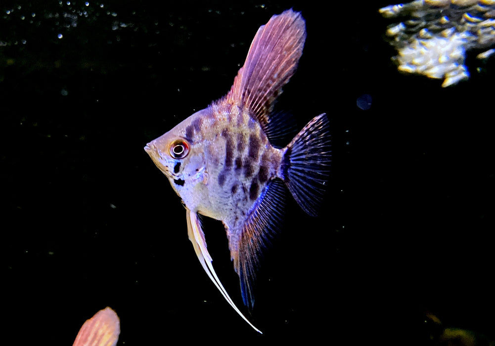 Leopard-  Clown Skalar - Pterophyllum scalare