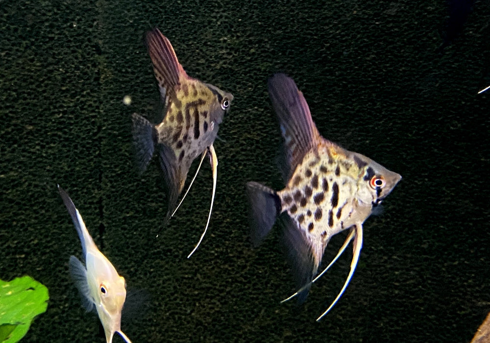 NEU - Leopard- / Clown Skalar - Pterophyllum scalare