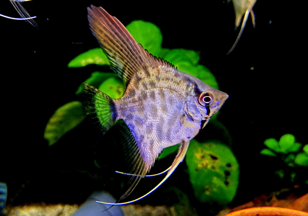 Leopard-  Clown Skalar - Pterophyllum scalare