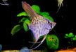 Leopard-  Clown Skalar - Pterophyllum scalare