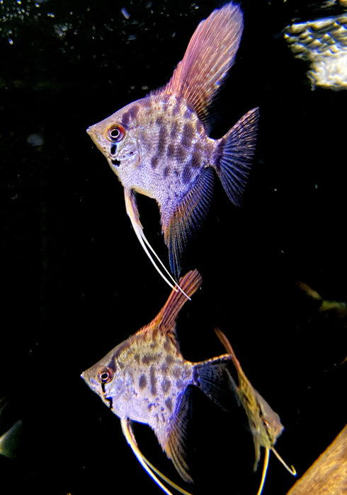 NEU - Leopard- / Clown Skalar - Pterophyllum scalare