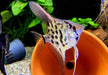 Leopard-  Clown Skalar - Pterophyllum scalare