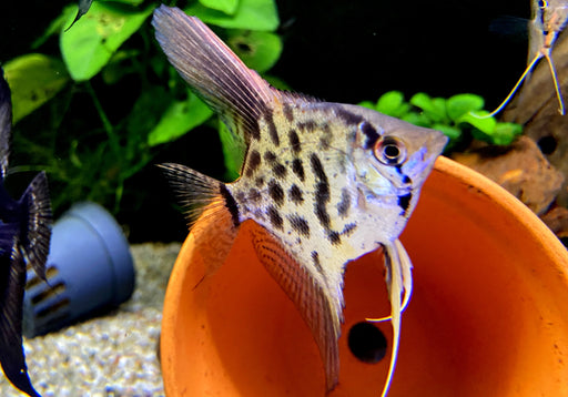 Leopard-  Clown Skalar - Pterophyllum scalare