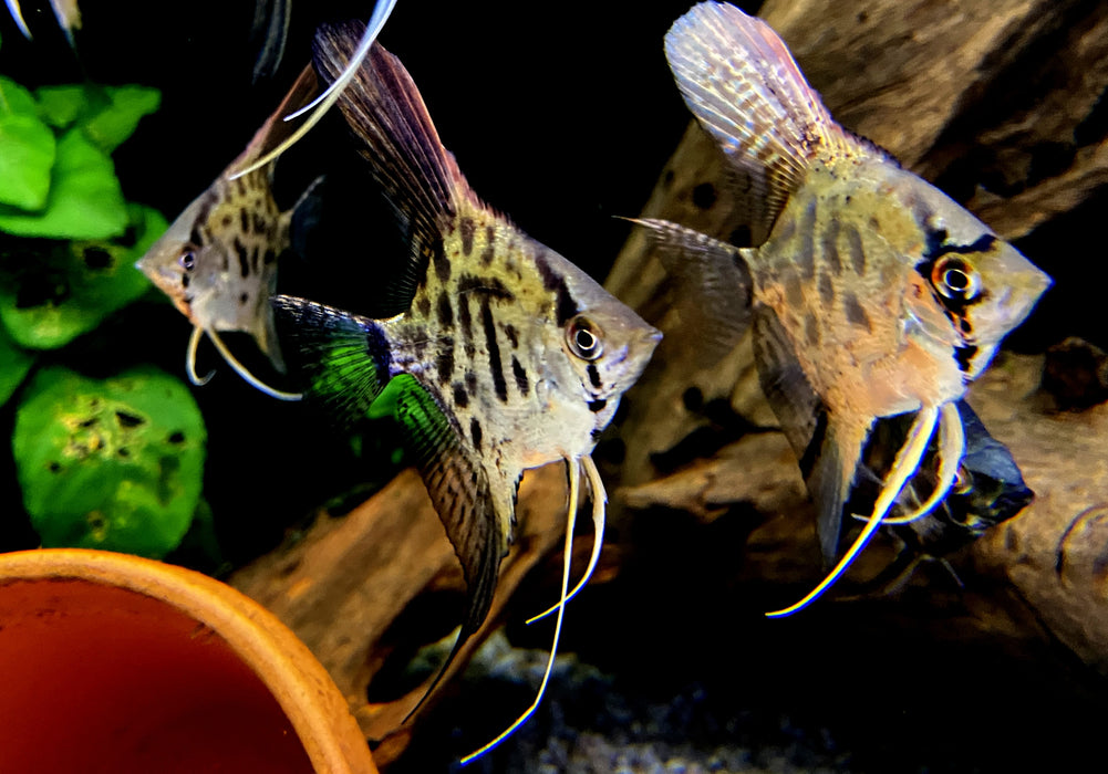 Leopard-  Clown Skalar - Pterophyllum scalare