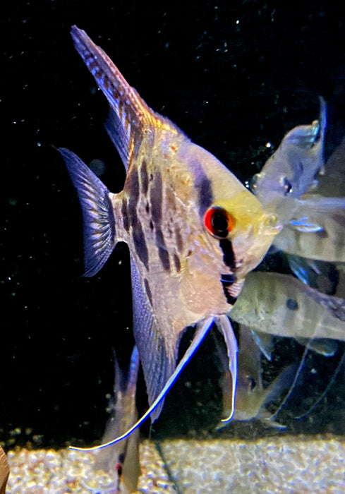 Leopard-  Clown Skalar (L) - Pterophyllum scalare