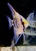 Leopard-  Clown Skalar (L) - Pterophyllum scalare