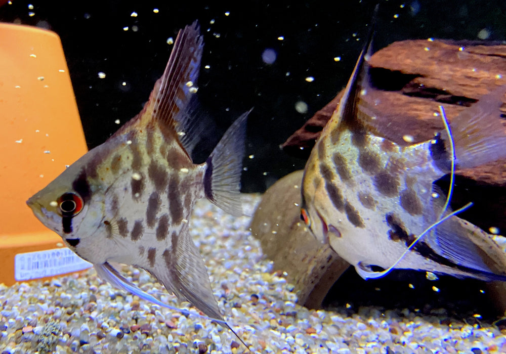 Leopard-  Clown Skalar (L) - Pterophyllum scalare