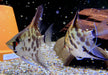 Leopard-  Clown Skalar (L) - Pterophyllum scalare