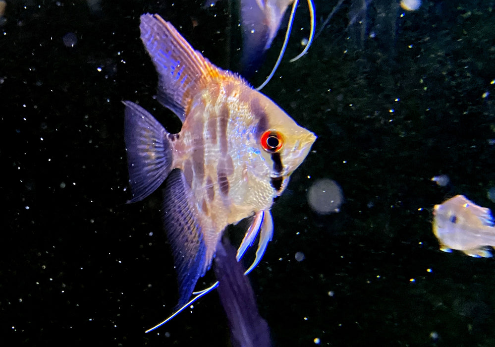 Leopard-  Clown Skalar (L) - Pterophyllum scalare