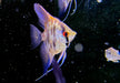 Leopard-  Clown Skalar (L) - Pterophyllum scalare