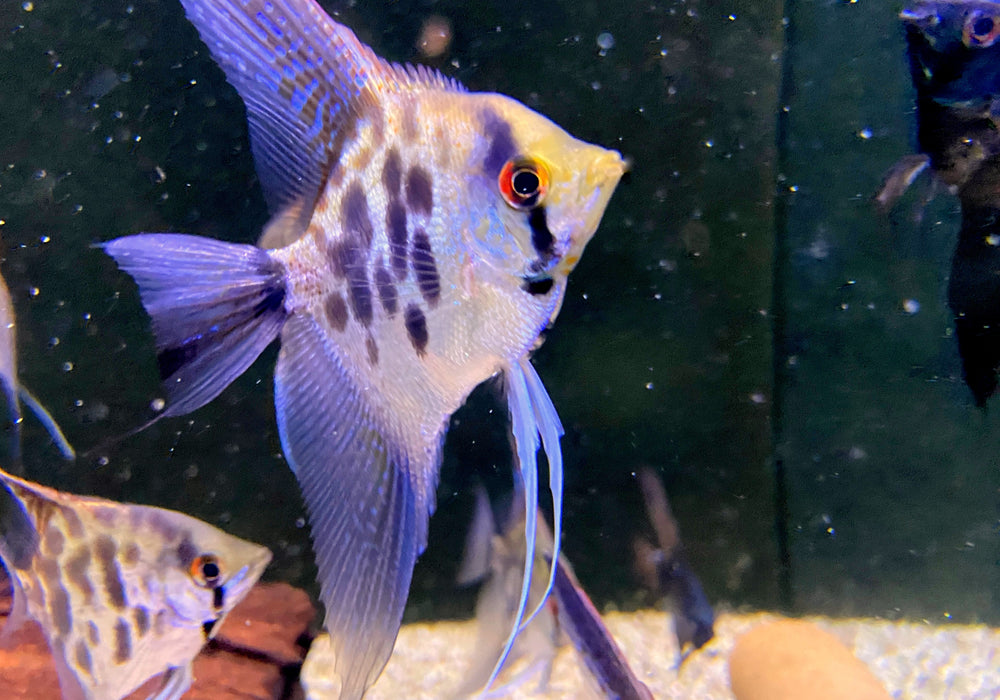 Leopard-  Clown Skalar (L) - Pterophyllum scalare