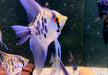 Leopard-  Clown Skalar (L) - Pterophyllum scalare