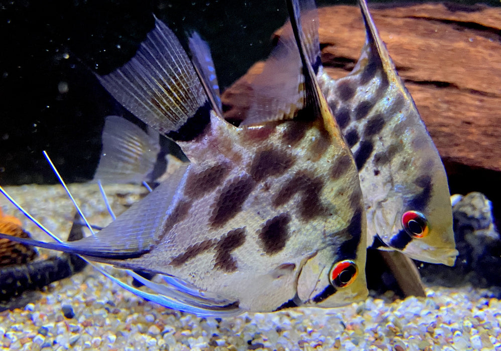 Leopard-  Clown Skalar (L) - Pterophyllum scalare